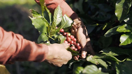 インド コーヒー栽培